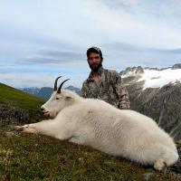 Alaskan Mountain Goat