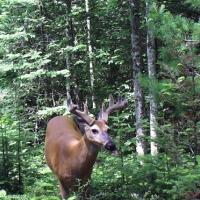 Buck in Velvet
