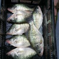 Crate of Crappie