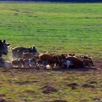 Wild Pigs in Western Oklahoma