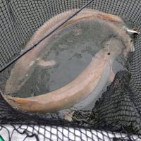 In The Net With a Double