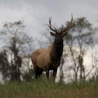 TN Elk 1912