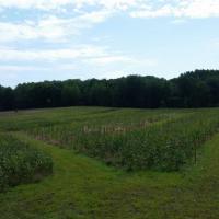 Food Plots