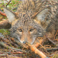 Trapping Predators