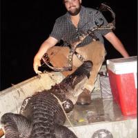 Archery Gator Hunt