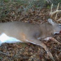 Stinking Buck