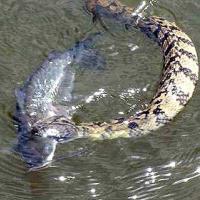 Battle Royal Snake vs Catfish