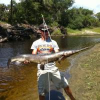 Huge Longnose Gar Bow Fishing