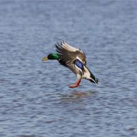 Duck Hunt 2011