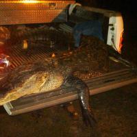 10 1/2-foot Gator