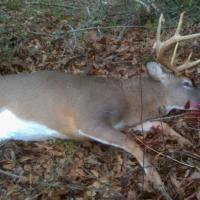 Stinking Buck