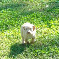 Foster Puppy Pearl