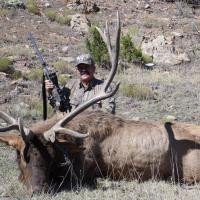 388-inch New Mexico Bull
