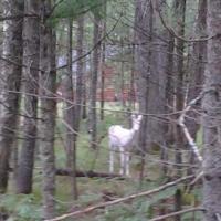 Connie's White Deer