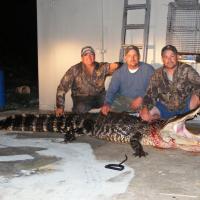 11'6" Alligator