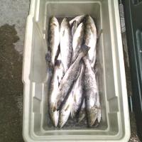 December Specks