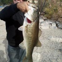Swimbait Largemouth Bass