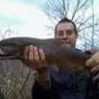 Topwater Brown Trout