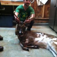 Piebald 8 pt Blount County, Alabama
