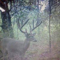 Trail Cam Photo