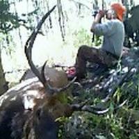 DIY 2008 5x5 1st bull