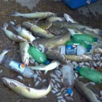 Nice mess of channel cats