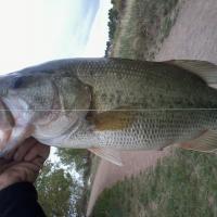 Another Colorado Piggy!!!