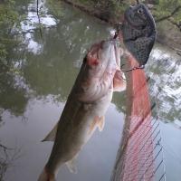 Homemade Swimbait Catch