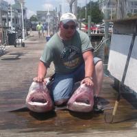 Bull Shark