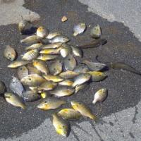 Pee Dee River Bream