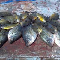 Pee Dee river bream and crappie