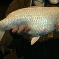 Rare White Common Carp!!!