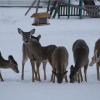Pennsylvania Whitetails