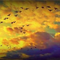 Geese are gone