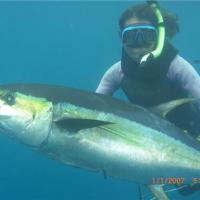 Surprise Fish Swims Past and Dies