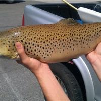 8 lb lake trout