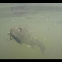 Still shot taken from video