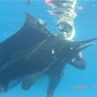 Magnificent Grand Fish