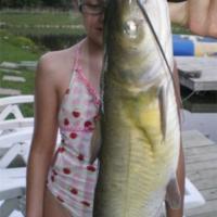 Farm pond catfish