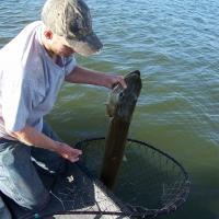 Nice Muskie in The Net