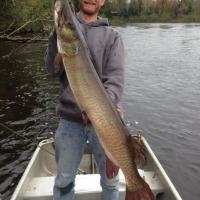 Nice 48.5" Muskie