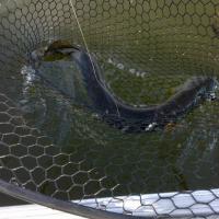 In The Net