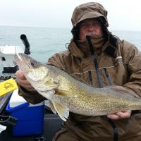 Nice Lake Erie Walleye