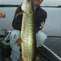 Nice Tiger Muskie