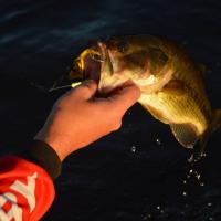 Spinner Baiting Bass