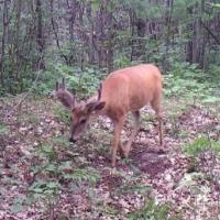 Summer White Tail Buck