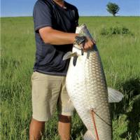 81 lb. Grass Carp