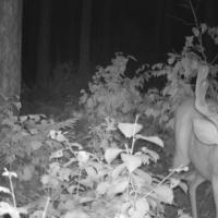 Mid Summer Buck