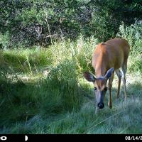 Whitetail Doe
