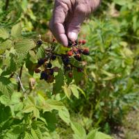 Picking Blackberries